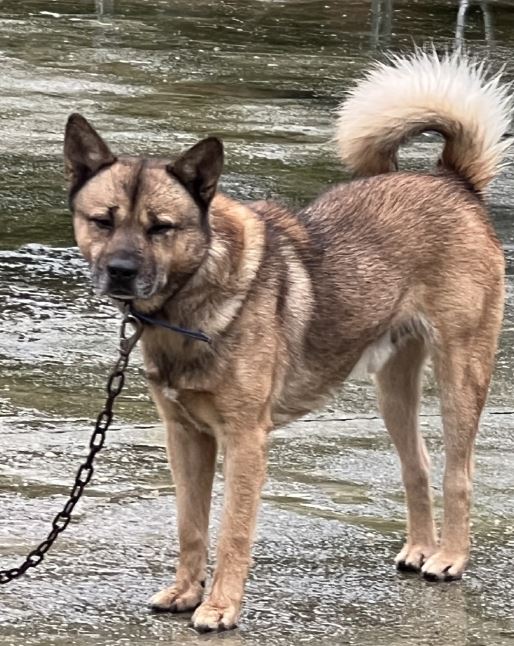 종료(반환) 믹스견…